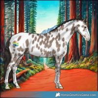 Horse Color:Liver Red Dun Sabino Appaloosa