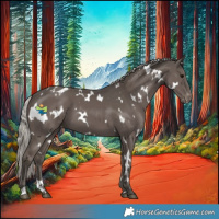 Horse Color:White Spotted Silver Black Appaloosa 