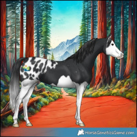 Horse Color:Black Splash Appaloosa 