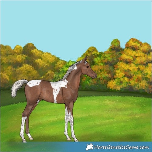 Horse Color:Silver Black Tobiano Rabicano 