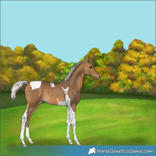 Horse Color:Silver Buckskin Tobiano Rabicano 