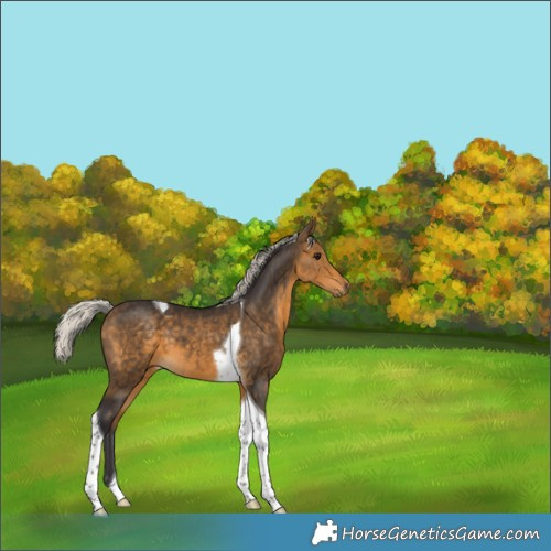 Horse Color:Silver Buckskin Tobiano 