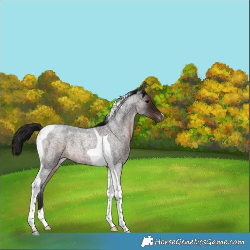 Horse Color:Gray Brown Roan Tobiano Appaloosa Rabicano 