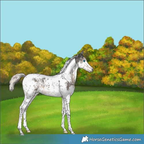 Horse Color:Gray Silver Smoky Black Splash Tobiano Appaloosa 