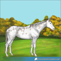 Horse Color:White Spotted Liver Red Dun Sabino Splash Near Leopard 