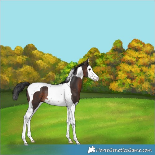 Horse Color:Brown Splash Tobiano Rabicano 