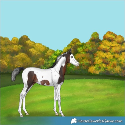 Horse Color:Brown Splash Tobiano Rabicano 
