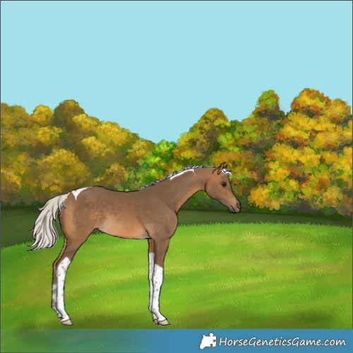 Horse Color:Silver Buckskin Tobiano 
