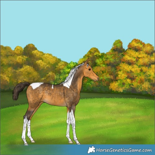Horse Color:Buckskin Tobiano Rabicano 