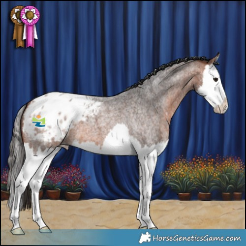 Horse Color:Bay Roan Splash Appaloosa 