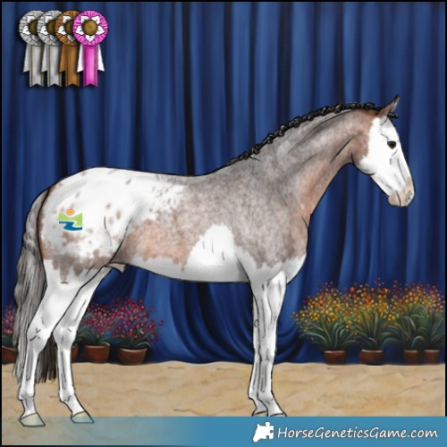 Horse Color:Bay Roan Splash Appaloosa 