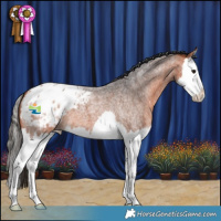 Horse Color:Bay Roan Splash Appaloosa