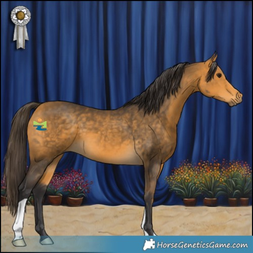 Horse Color:Buckskin 