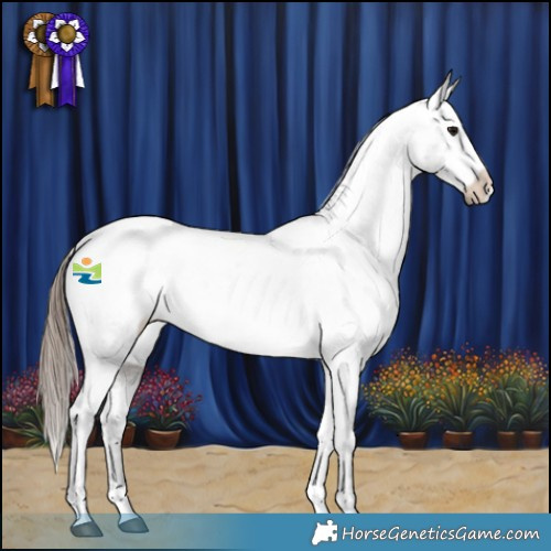 Horse Color:Grullo Appaloosa 