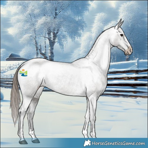 Horse Color:Grullo Appaloosa 