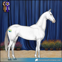 Horse Color:Grullo Appaloosa 