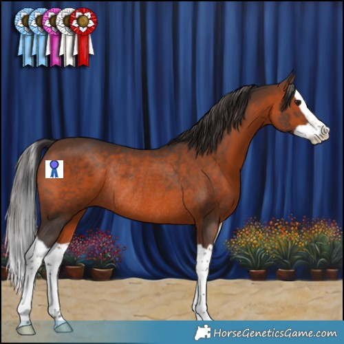 Horse Color:Brown Splash Rabicano 