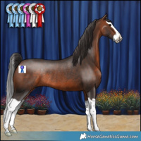 Horse Color:Brown Splash Rabicano 