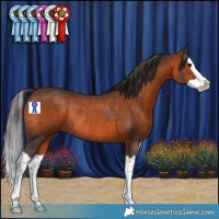 Horse Color:Brown Splash Rabicano 