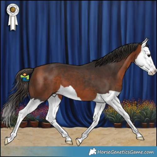 Horse Color:Bay Splash 