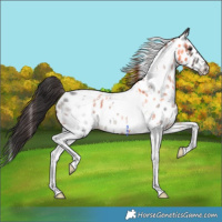 Horse Color:Blue Roan Tobiano Near Leopard 