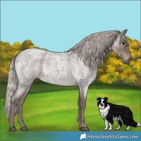 Horse Color:Silver Blue Roan 