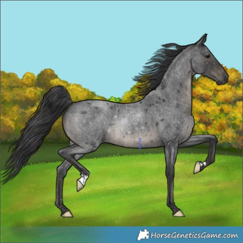 Horse Color:Blue Roan 