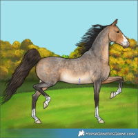 Horse Color:Buckskin Roan 