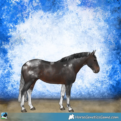 Horse Color:White Spotted Brown Tobiano Rabicano