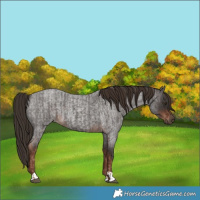 Horse Color:Liver Red Roan Rabicano  and Liver Red Roan Rabicano 