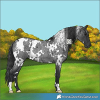 Horse Color:White Spotted Blue Roan Rabicano 