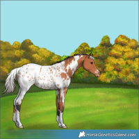 Horse Color:White Spotted Bay Appaloosa Rabicano 