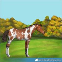 Horse Color:White Spotted Bay Rabicano