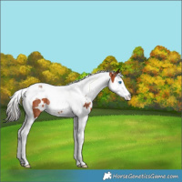 Horse Color:White Spotted Bay Splash Tobiano Rabicano 