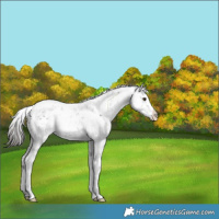 Horse Color:Liver Chestnut Sabino Splash Rabicano 