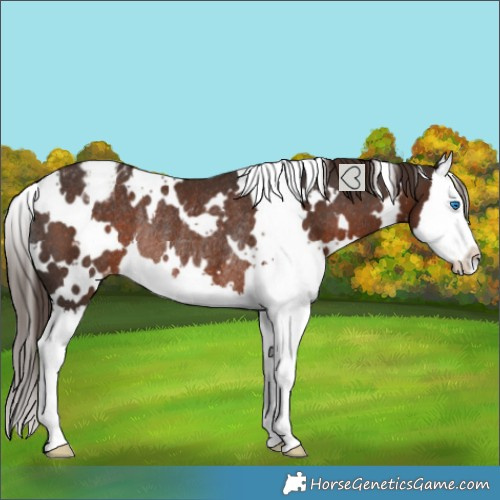 Horse Color:White Spotted Liver Chestnut Splash Appaloosa Rabicano 