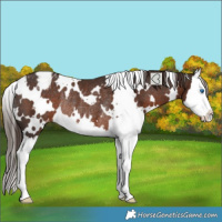 Horse Color:White Spotted Liver Chestnut Splash Varnish Rabicano