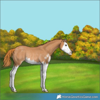 Horse Color:Chestnut Sabino Splash Appaloosa Rabicano 