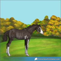 Horse Color:Liver Chestnut Sabino Rabicano