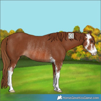 Horse Color:Chestnut Sabino Rabicano 