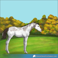 Horse Color:White Spotted Liver Red Roan Splash Rabicano 