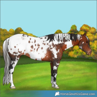 Horse Color:White Spotted Bay Appaloosa Rabicano