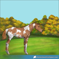 Horse Color:White Spotted Chestnut Rabicano 