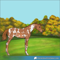 Horse Color:White Spotted Chestnut Rabicano 