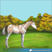 Horse Color:White Spotted Amber Champagne Splash Rabicano 
