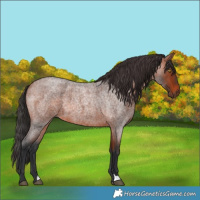 Horse Color:Bay Roan 