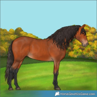 Horse Color:Bay 