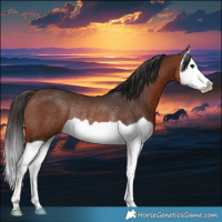 Horse Color:Brown Splash Rabicano