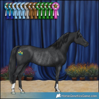 Horse Color:Black Rabicano 