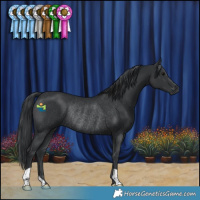 Horse Color:Black Rabicano 